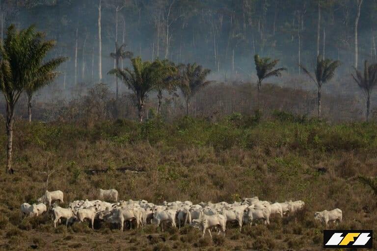Brazil gov’t builds map to help exporters comply with EU anti-deforestation rule